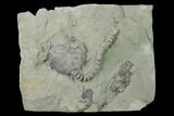 Fossil Crinoid Calyx and Stem - Indiana #135583-1